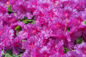 many beautifully blooming rhododendron blossoms, abstract, out of focus, bokeh
