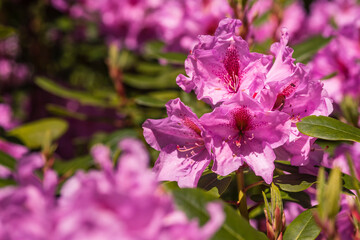 many beautifully blooming rhododendron blossoms, abstract, out of focus, bokeh