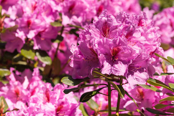 Beautifully blooming rhododendron flowers, colorful, bokeh, purple, pink