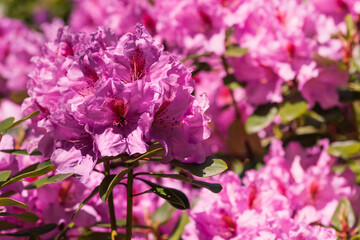 Beautifully blooming rhododendron flowers, colorful, bokeh, purple, pink