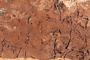 old pine brown bark texture