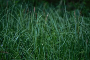 green grass