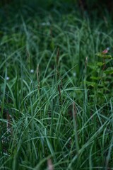 green grass