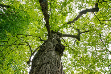old big tree with spring leaves