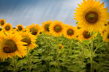 Group Panoramic View of Colorful Sunflower Plants with green stems and leaves and the head with its wide open yellow petals.