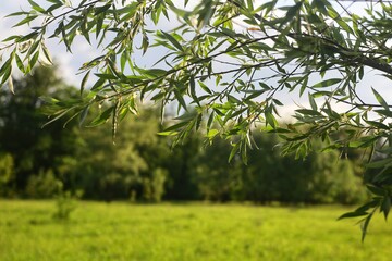 green forest
