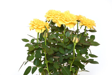 yellow roses isolated on white background