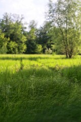 Obraz premium green grass field