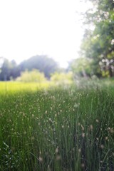 Obraz na płótnie Canvas green grass and sun