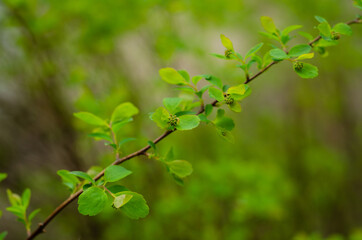green leaves in spring