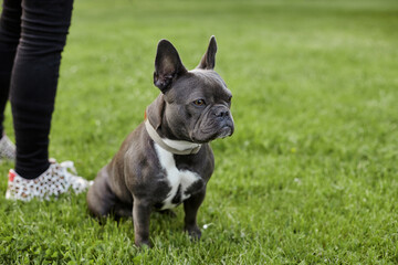Fototapeta premium Beautiful girl with her french bulldog