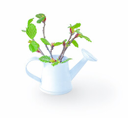 Alder branches with fresh green leaves in a white watering pot isolated on white.