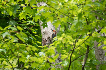 Red Bellied Woodpecker