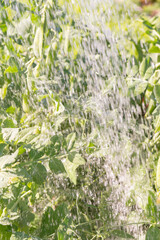 Green pea pods grow in the summer in the garden