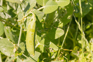 Green pea pods grow in the summer in the garden