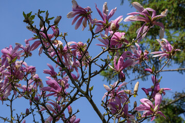 flowers of pink magnolia against the background of blue sky