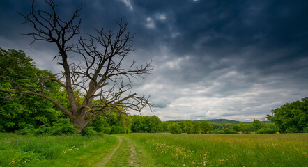 Fototapeta na wymiar big old dead tree in spring landscape
