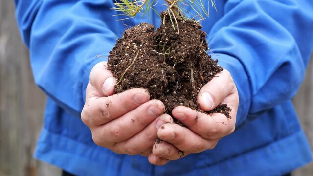 Close-up of male hands holding pine sapling in the ground.