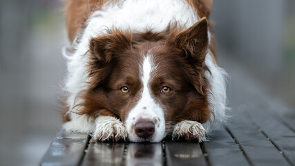 Dog collie posing head and eyes