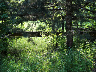 Fototapeta na wymiar a clearing overgrown with young trees