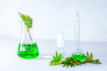 Fresh ground elder (Aegopodium podagraria) leaves, green essence or organic extract in glass...
