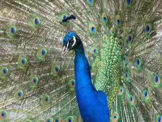 Pfau in der Balz