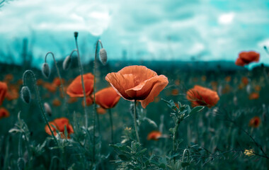 Obraz premium abstract red flower with blurred background