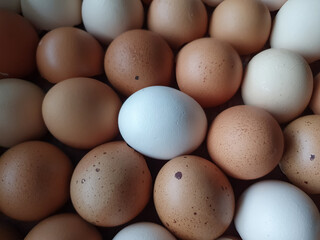 eggshell brown, white natural background. Easter postcard, happy Easter concept, Easter holiday, copy space