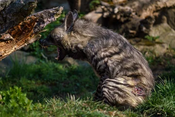 Foto op Plexiglas Striped hyena (Hyaena hyaena sultana) © Lubos Chlubny