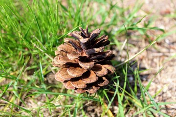 Close-up of the opened pinecone lies on the grass.