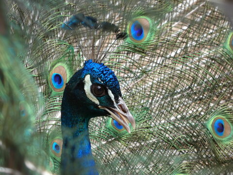 Pfau in der Balz