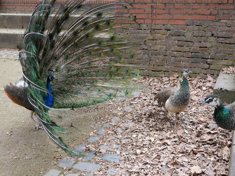 Pfau in der Balz