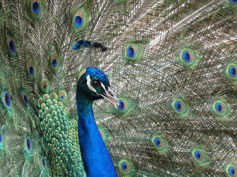 Pfau in der Balz