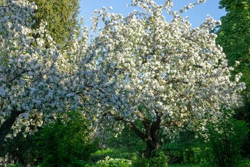 flowers of apple tree