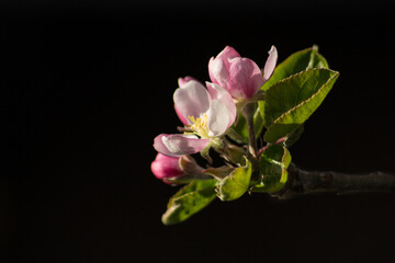 Naklejka na ściany i meble Apple blossoms and small leaves on a twig with a dark background