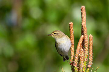 Phylloscopus trochilus
Willow Warbler
