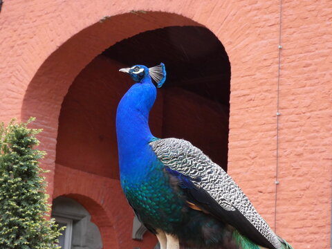 Pfau in der Balz