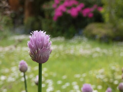 Schnittlauchbl&uuml;te im Garten
