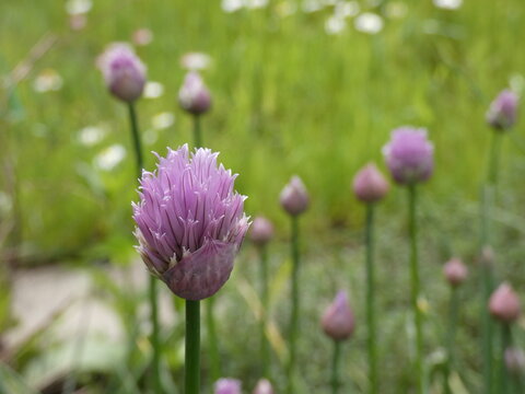 Schnittlauchbl&uuml;te im Garten