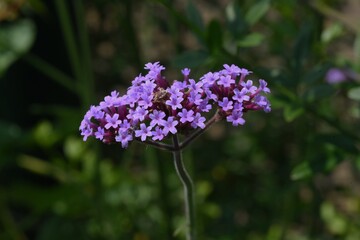 Purpletop vervain flowers. Verbenaceae perennial grass.