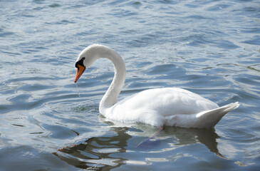 Obraz premium Swan swimming in the water on a lake