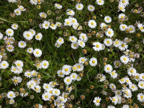 G&auml;nsebl&uuml;mchen
