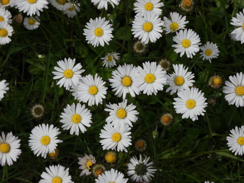 G&auml;nsebl&uuml;mchen
