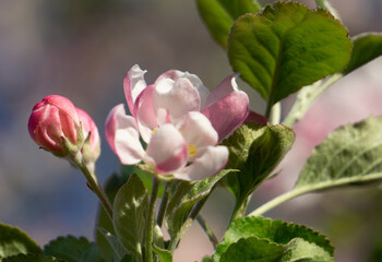 white pink apple tree blossom 