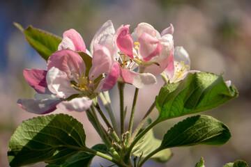 white pink apple tree blossom 