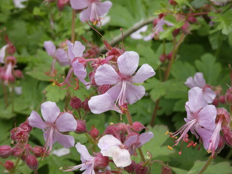 Blumen im Garten