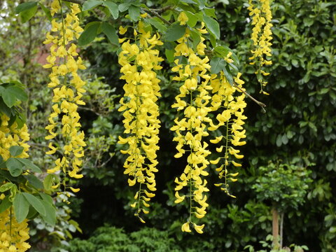 Goldregen bl&uuml;te