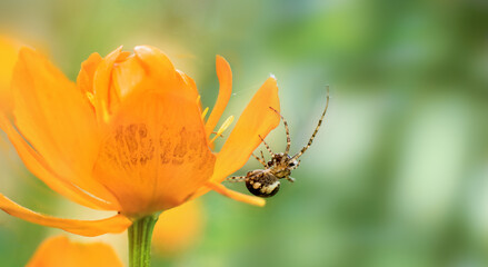 European garden spider on trollius asiaticus flower with blurred green background and copy space.