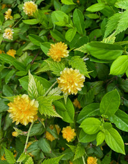 Yellow spring flowers among green leaves in the garden. Selective focus.