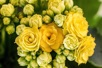 Yellow inflorescences of Kalanchoe. Buds and loose flowers